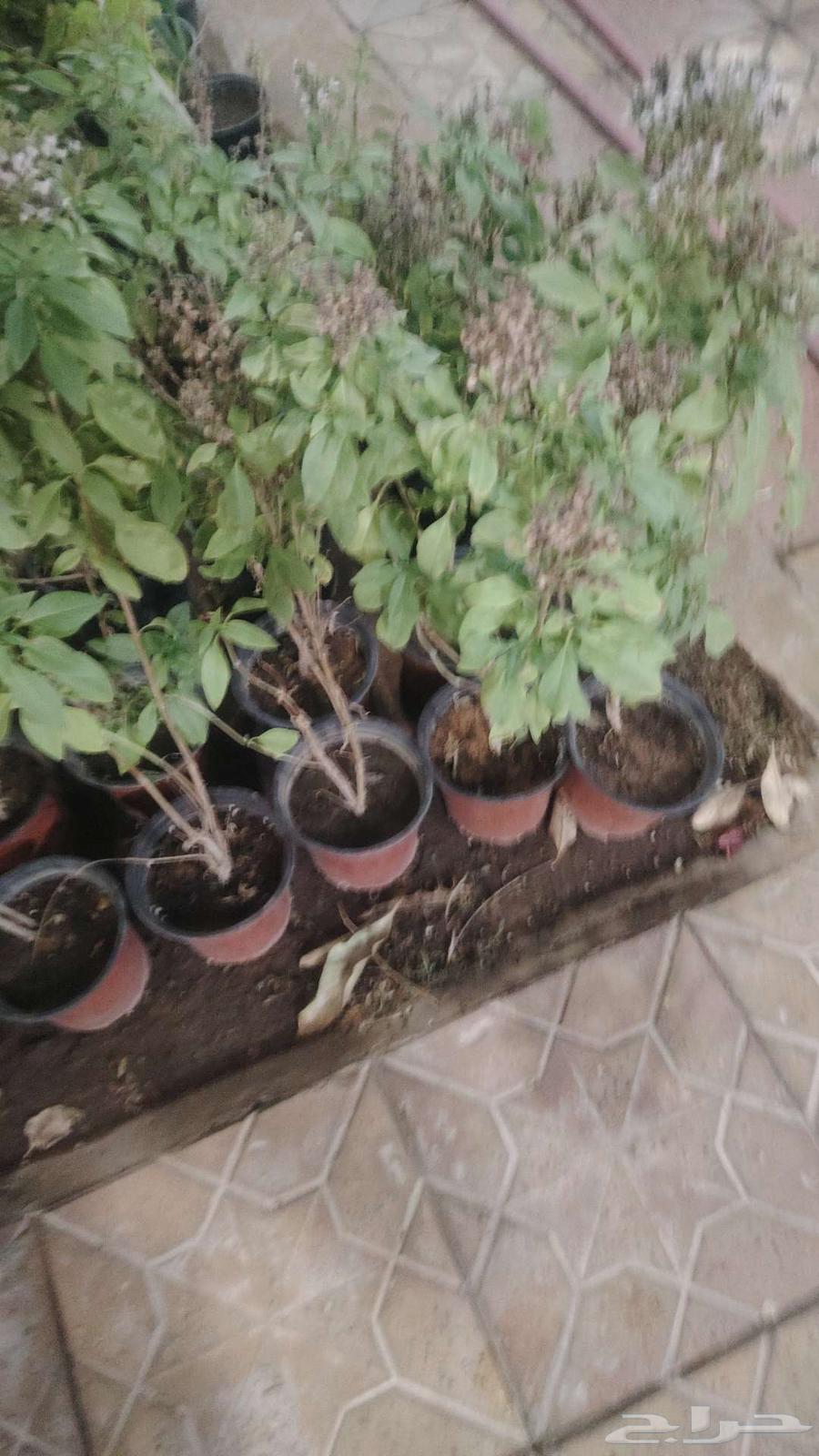 تنسيق حدائق القصيم64225272486657110