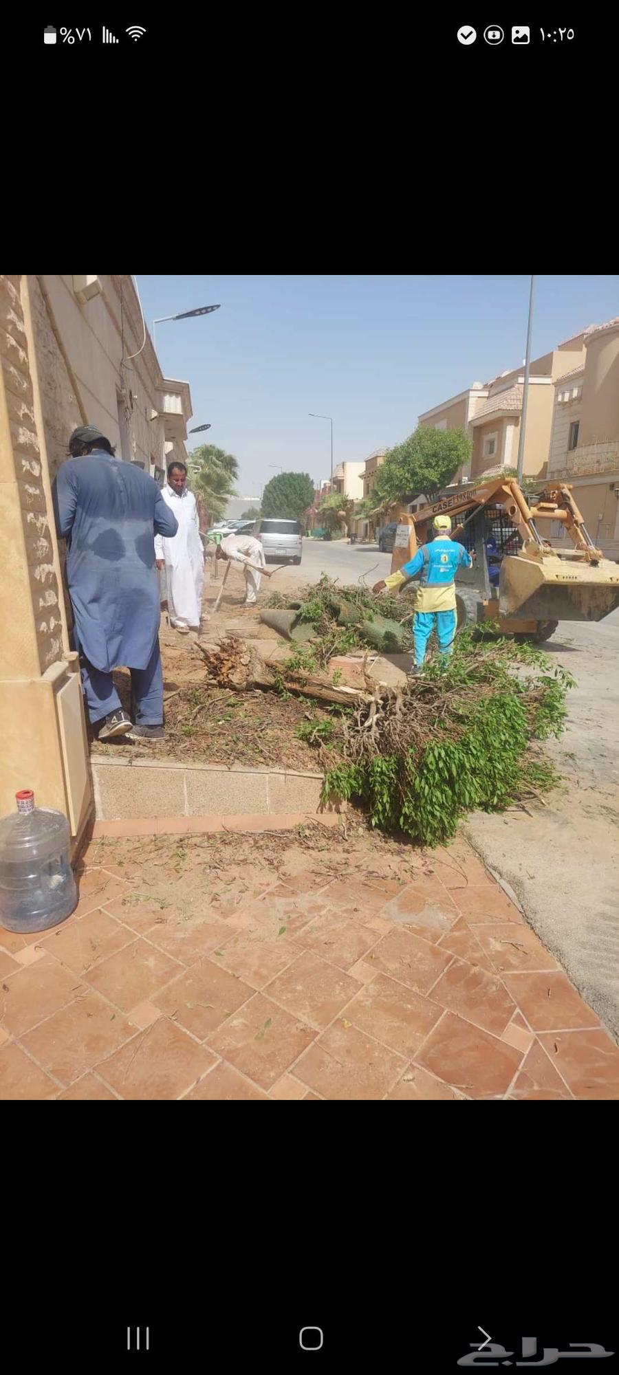 Tree trimming, tree cutting, palm maintenance, palm frond removal, palm grooming, landscaping, tree removal64218072648066110