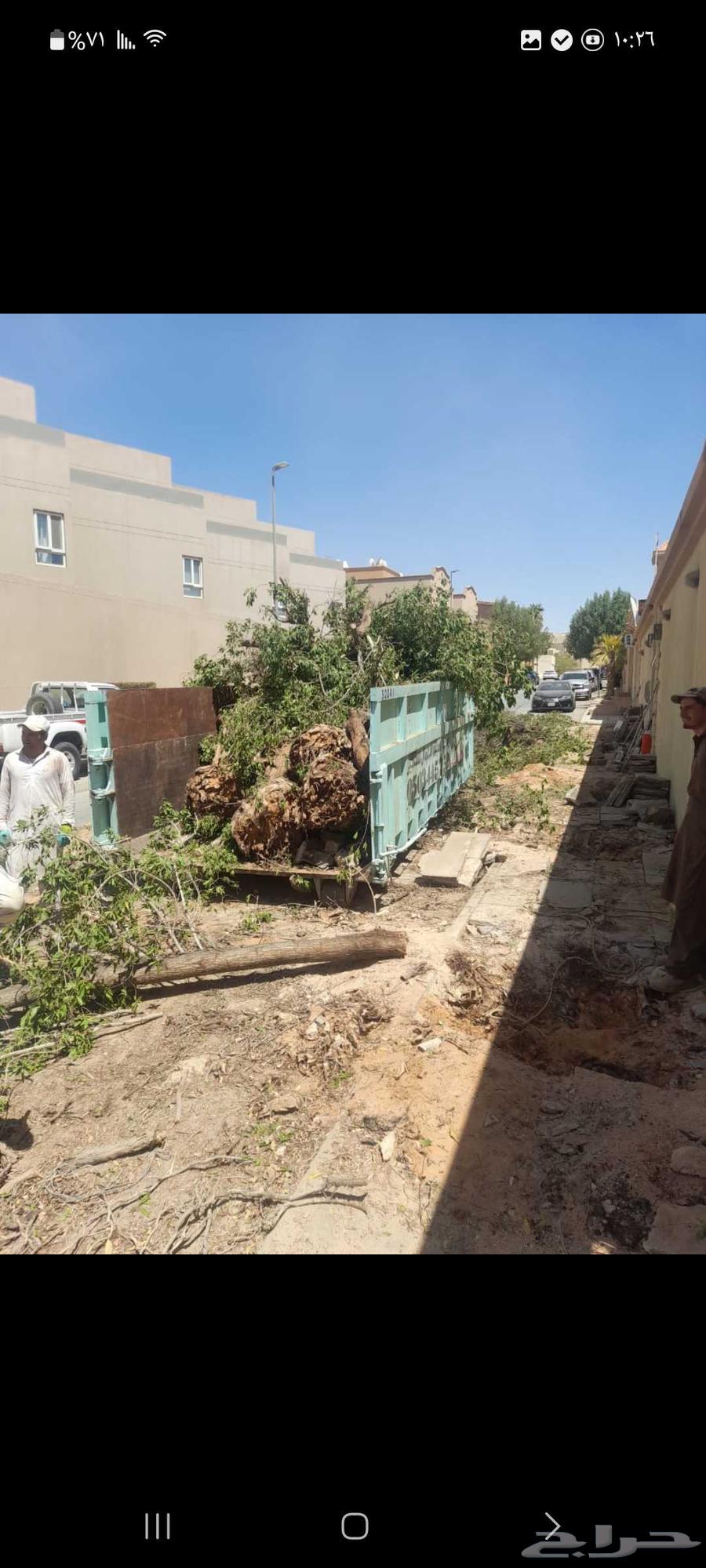 Tree trimming, tree cutting, palm maintenance, palm frond removal, palm grooming, landscaping, tree removal64218072648066114