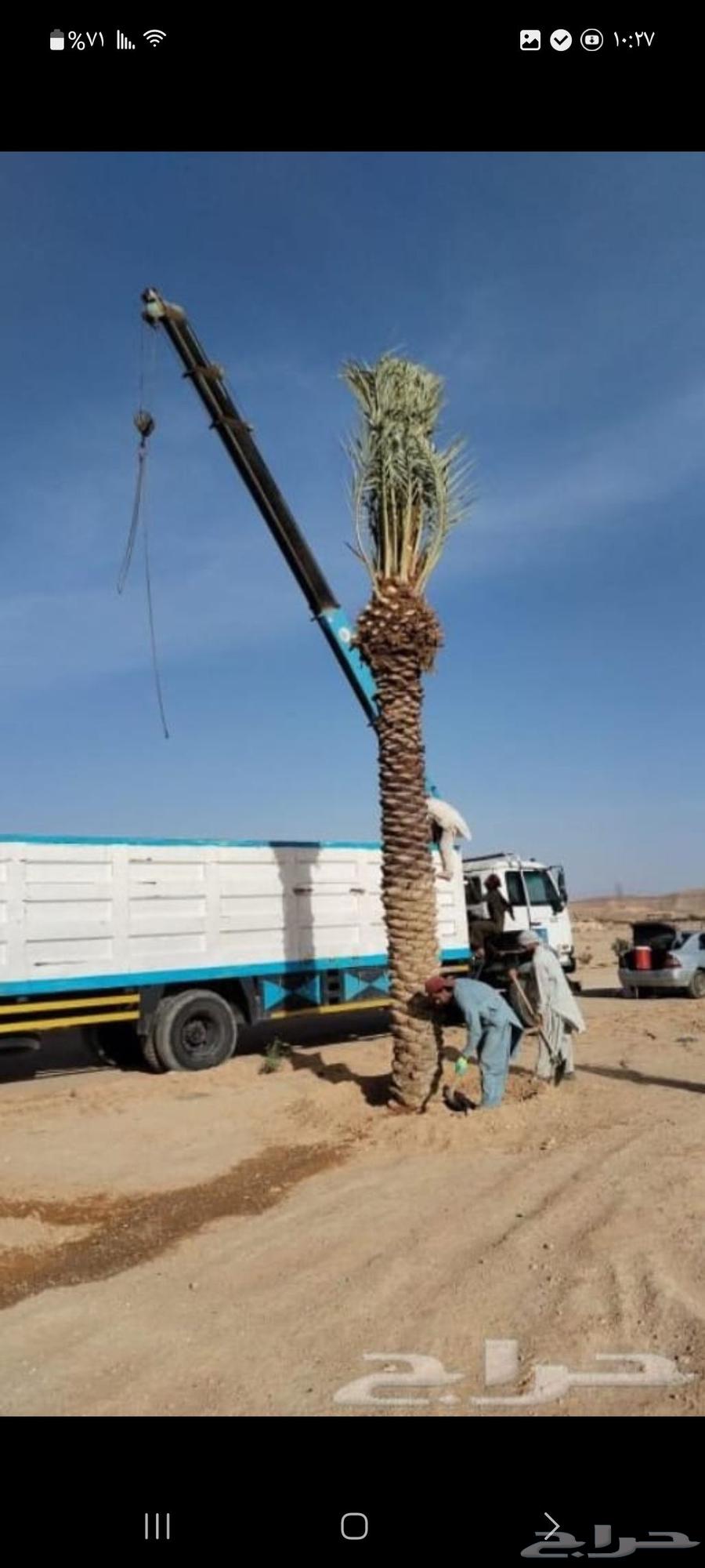 Tree trimming, tree cutting, palm maintenance, palm frond removal, palm grooming, landscaping, tree removal64218072648066112