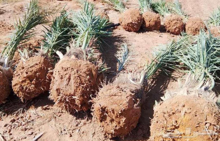 عمل النخيل العربي والواشنطن تكريب تحويض صيانه64217878753537113