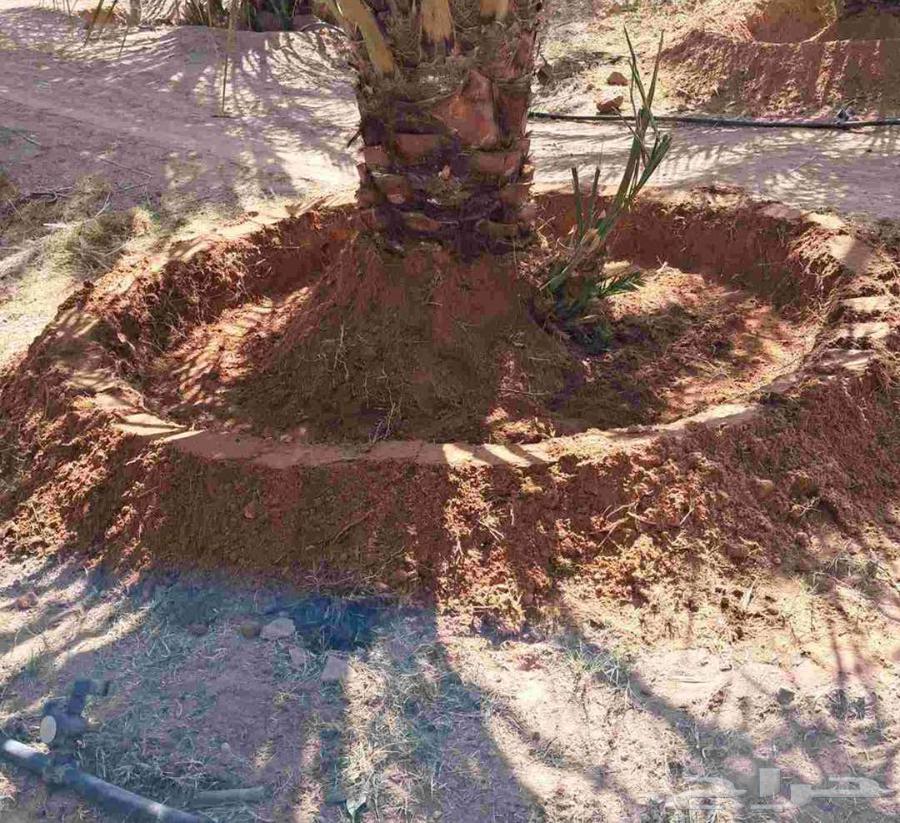 عمل النخيل العربي والواشنطن تكريب تحويض صيانه64217878753537110