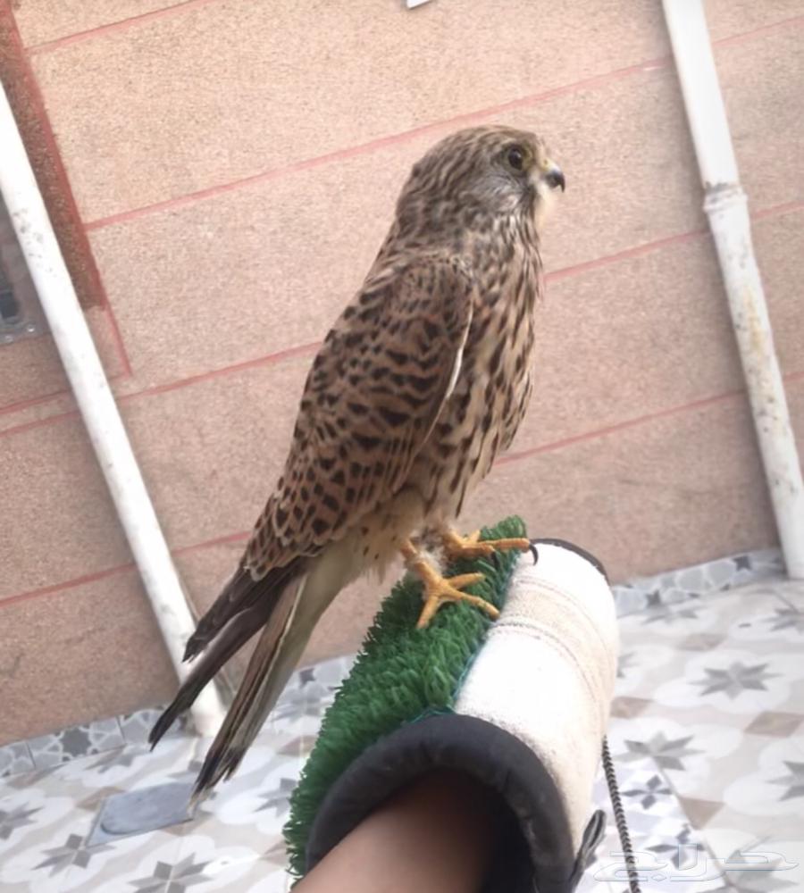 باشق مفقود64225453063811111