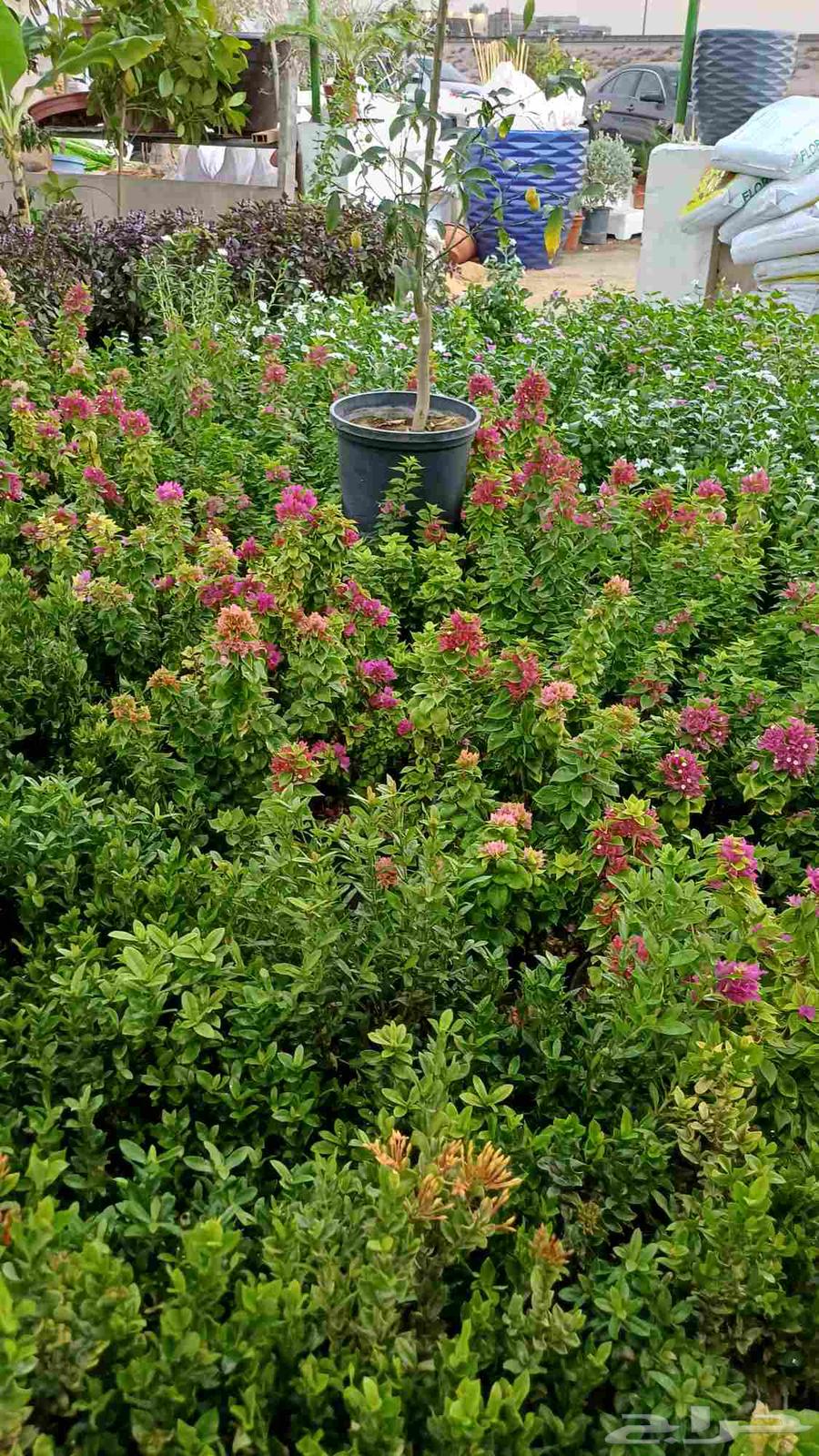 مشتل زراعة والصيانات شامله للحديد64217875661187110