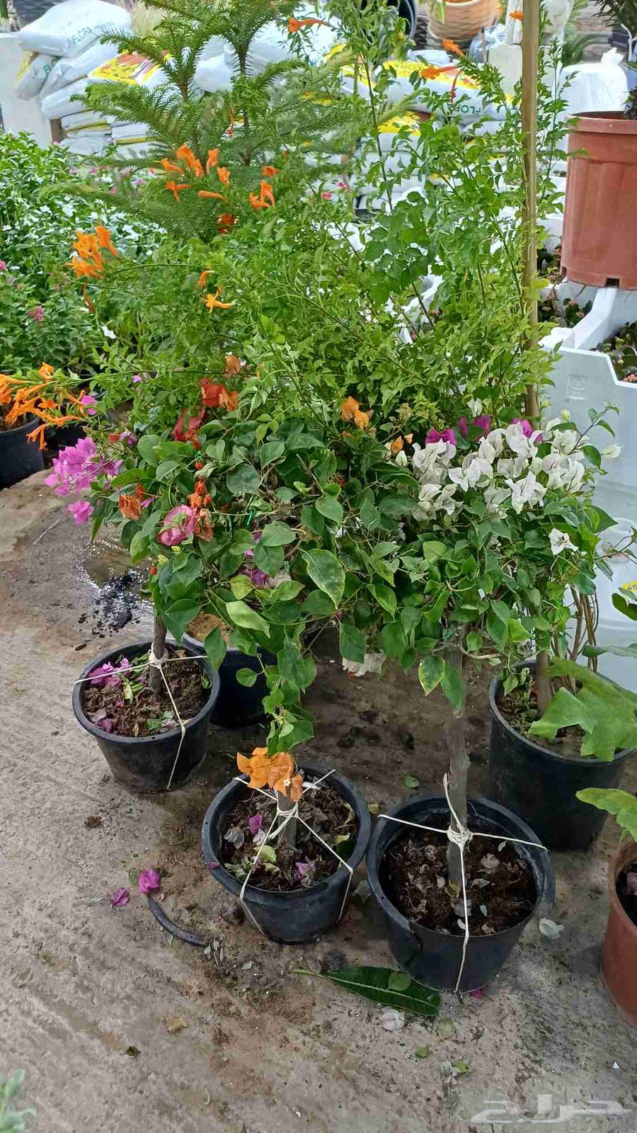 مشتل زراعة والصيانات شامله للحديد64217875661187114