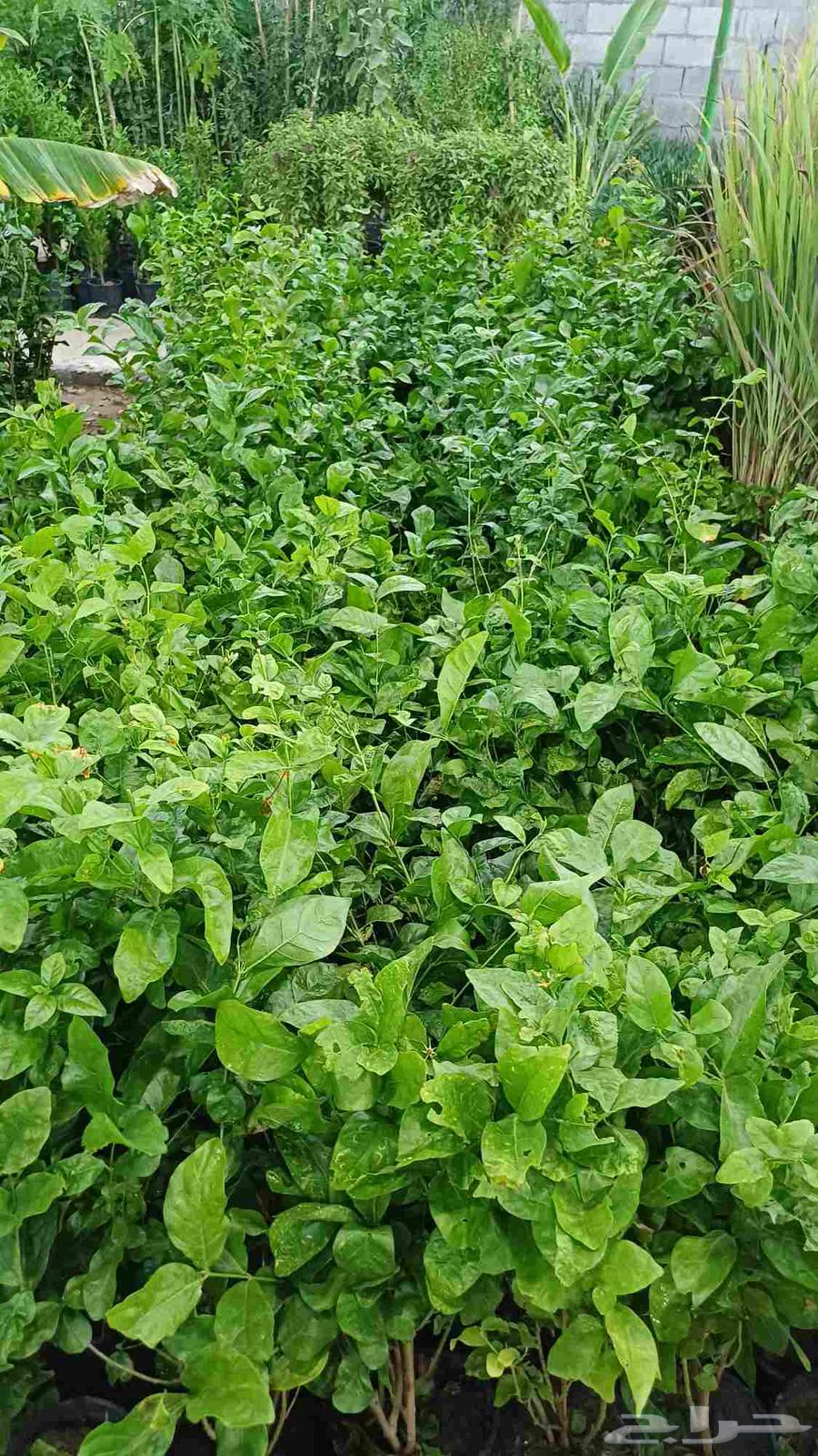 مشتل زراعة والصيانات شامله للحديد64217875661187113