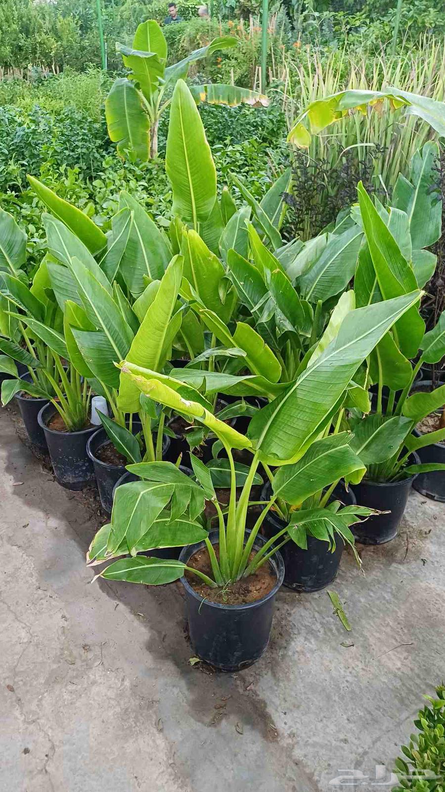 مشتل زراعة والصيانات شامله للحديد64217875661187112