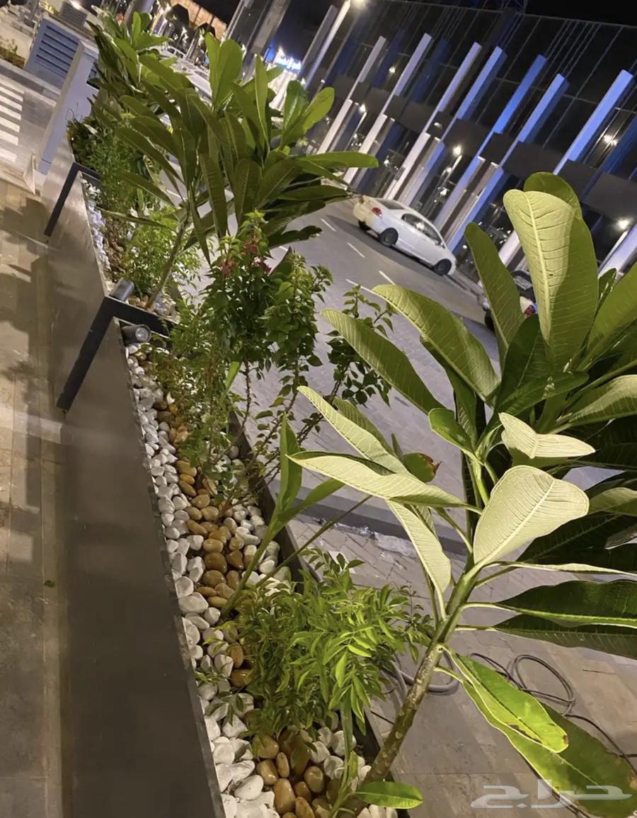 تنسيق حدائق و احواض للمنازل و المحلات64218305776003110