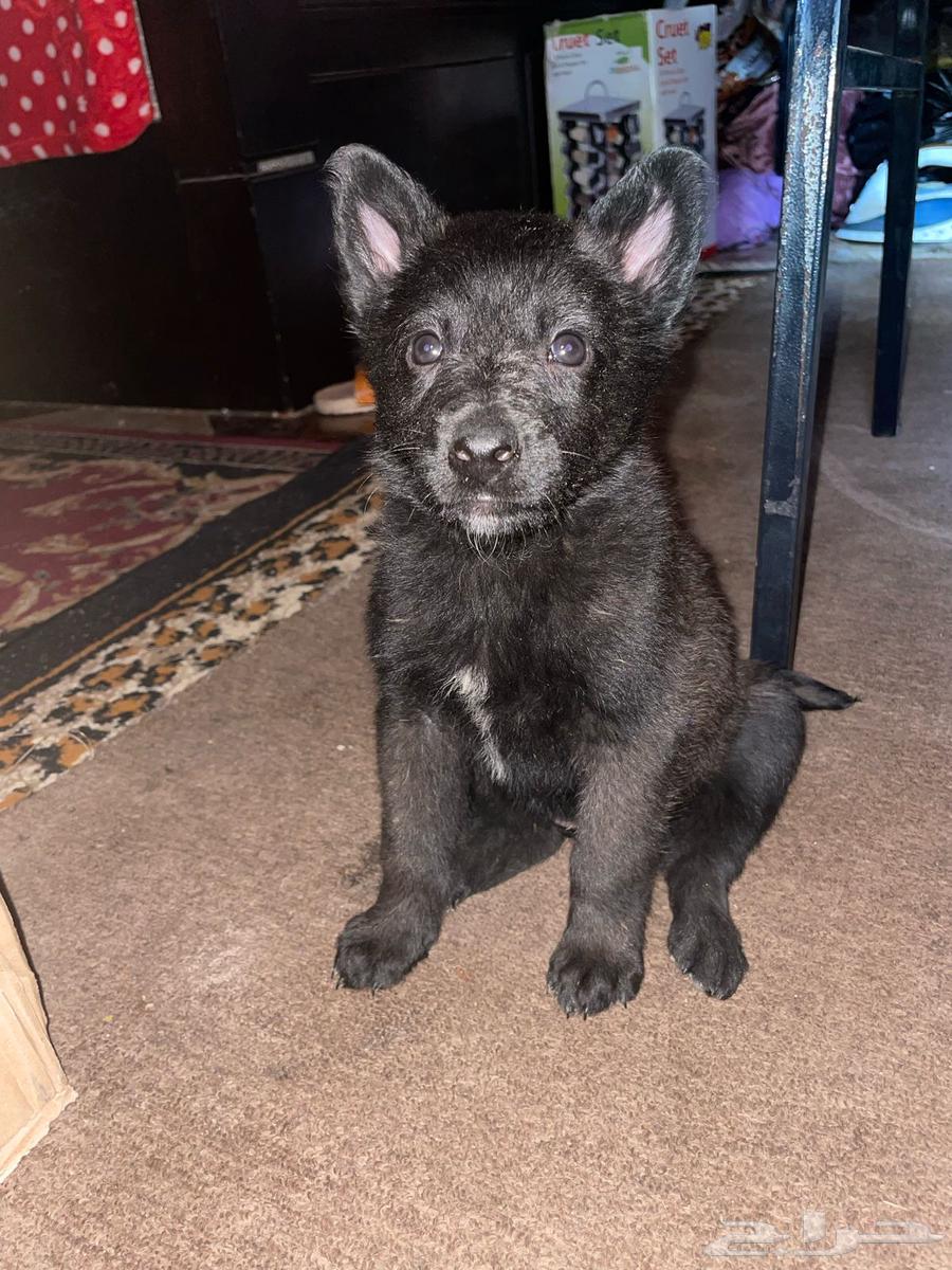 ذكر وانثي من فصيلة مالينوا من اذكي كلاب الحراسه64225454092674111