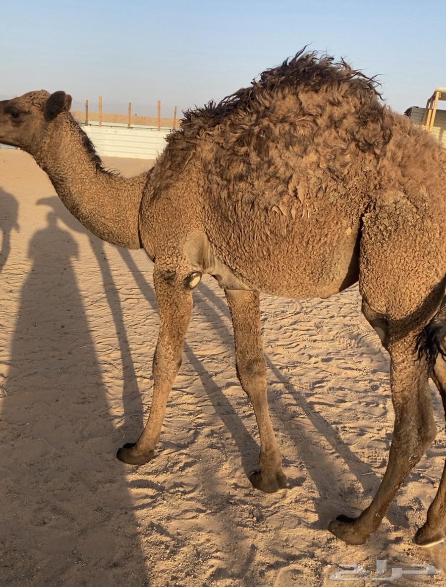 حشو قعدان قصب سمان للبيع64218073977090113