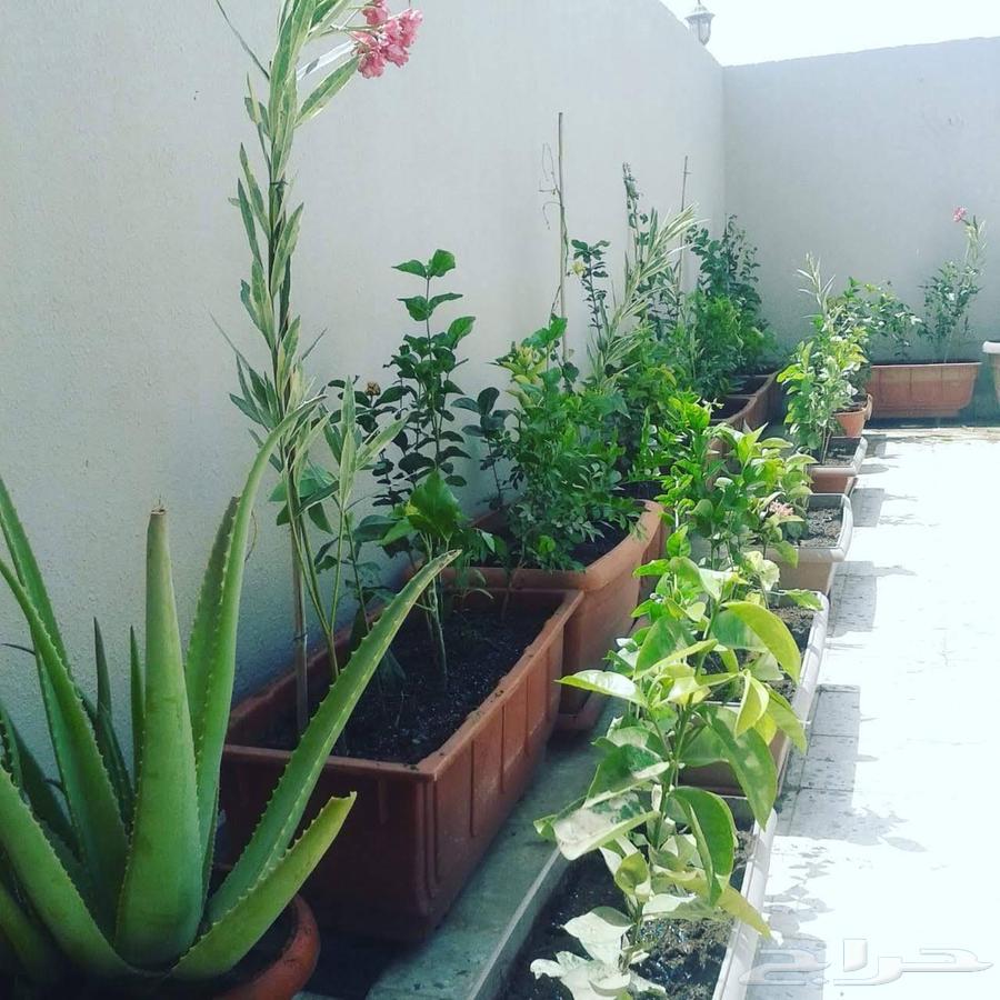 Landscaping of gardens with trees, flowers, and palm trees, installation of natural grass64218075598082112