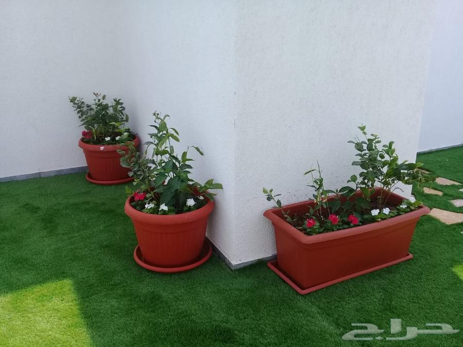 Landscaping of gardens with trees, flowers, and palm trees, installation of natural grass64218075598082110