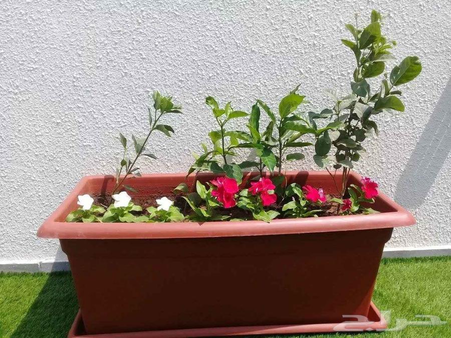 Landscaping of gardens with trees, flowers, and palm trees, installation of natural grass64218075598082111