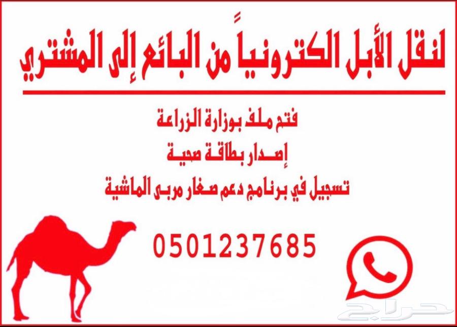 Camel Chip Transfer64338020064513110