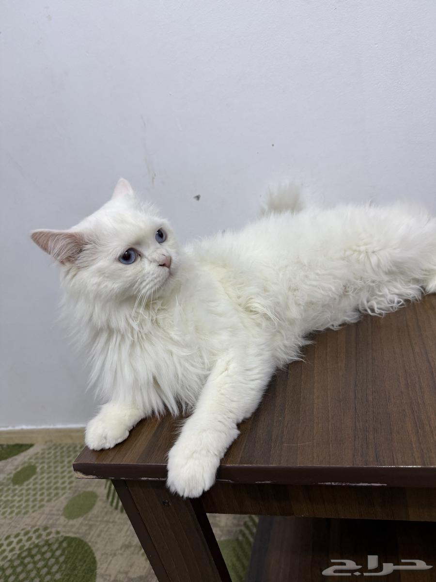 قط للتبني64218307648259113