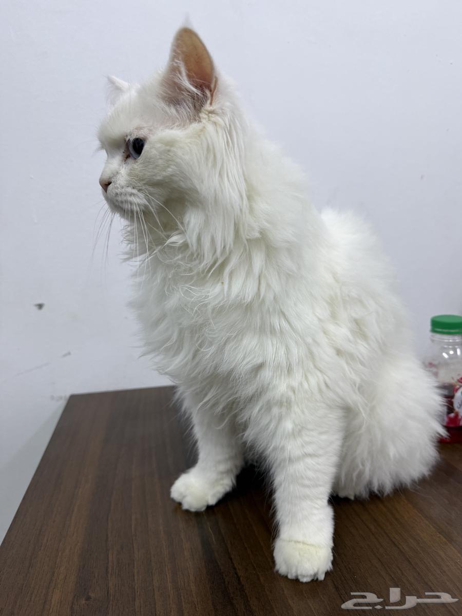 قط للتبني64218307648259112