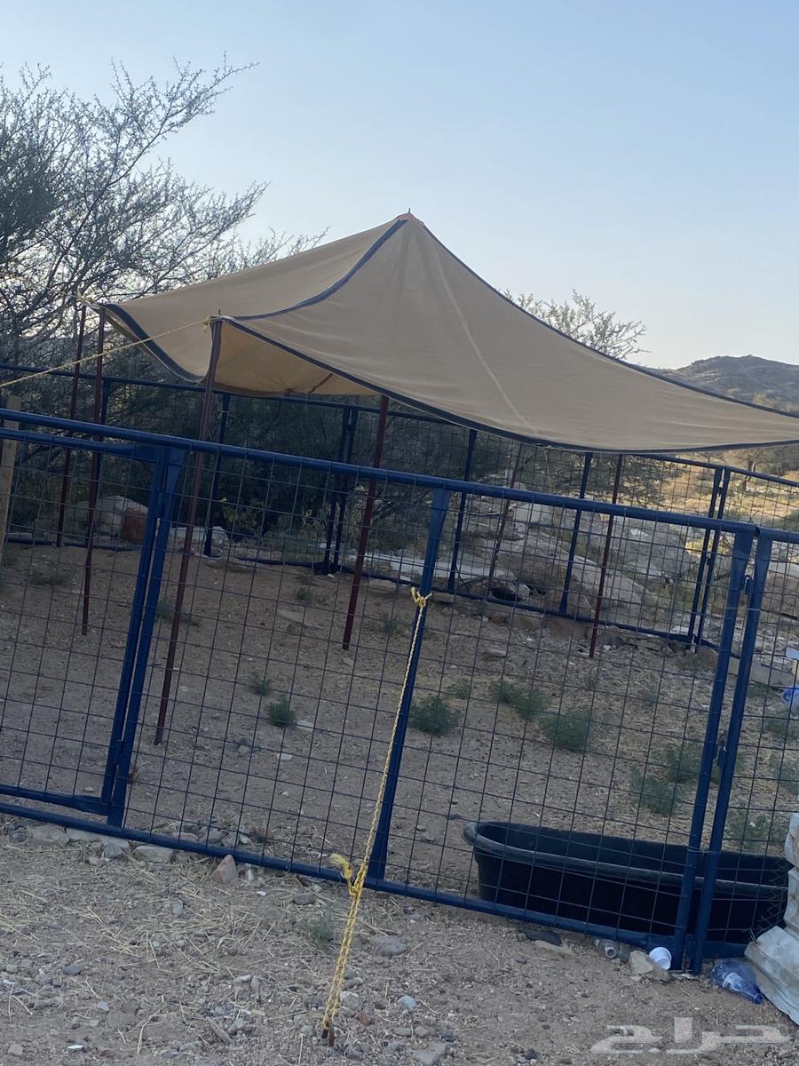 شبوك غنم ومضله و 2 مضارم64216948645890114