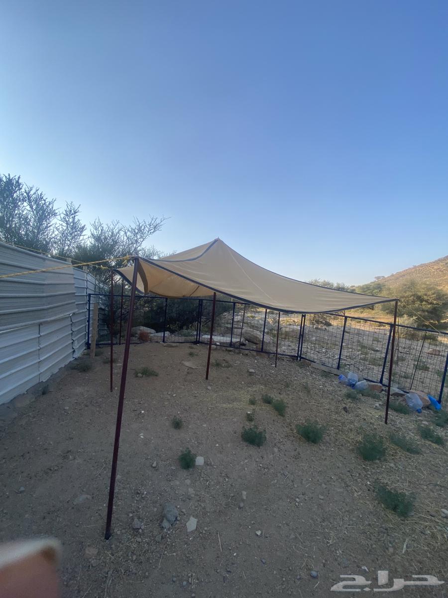 شبوك غنم ومضله و 2 مضارم64216948645890111