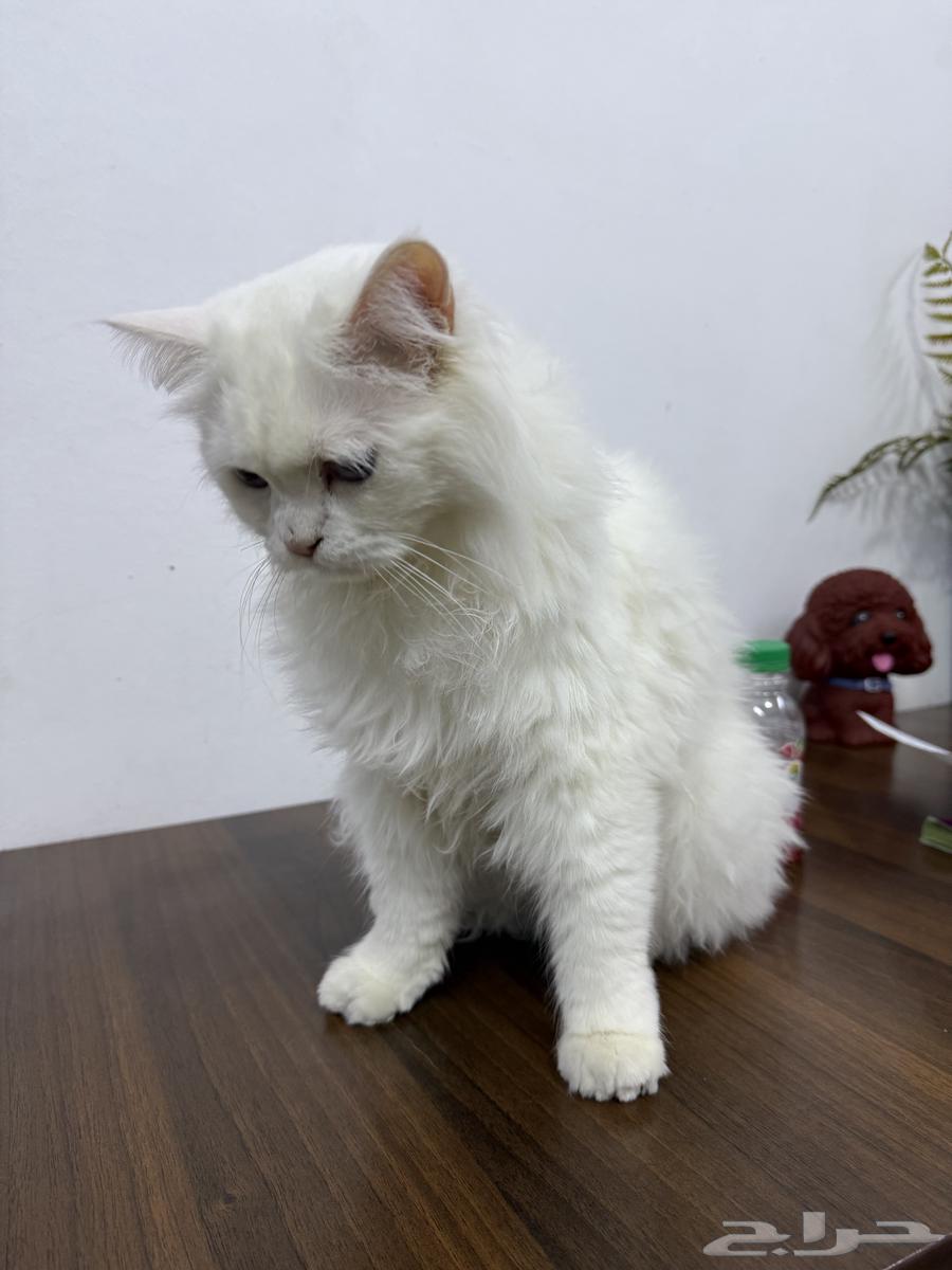 قط للتبني64218307648259111
