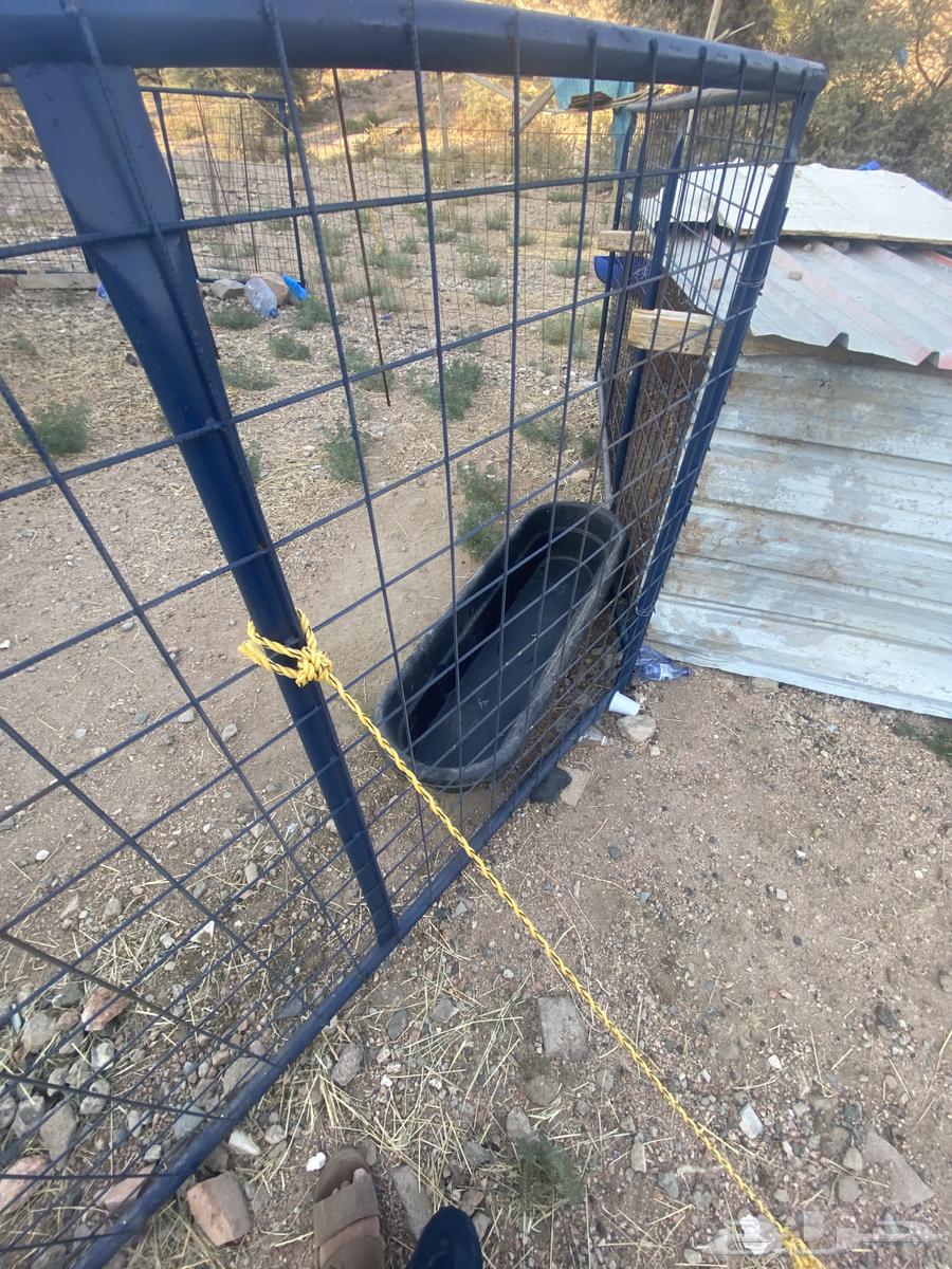 شبوك غنم ومضله و 2 مضارم64216948645890112