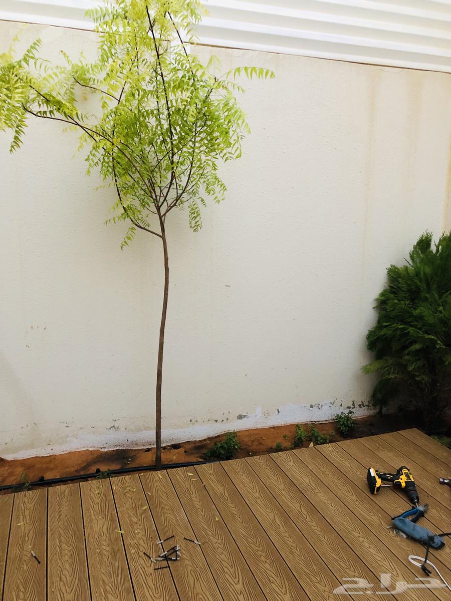 تنسيق حدائق وزراعة طبيعي وصيانة شهريه تركيب64217878304387110