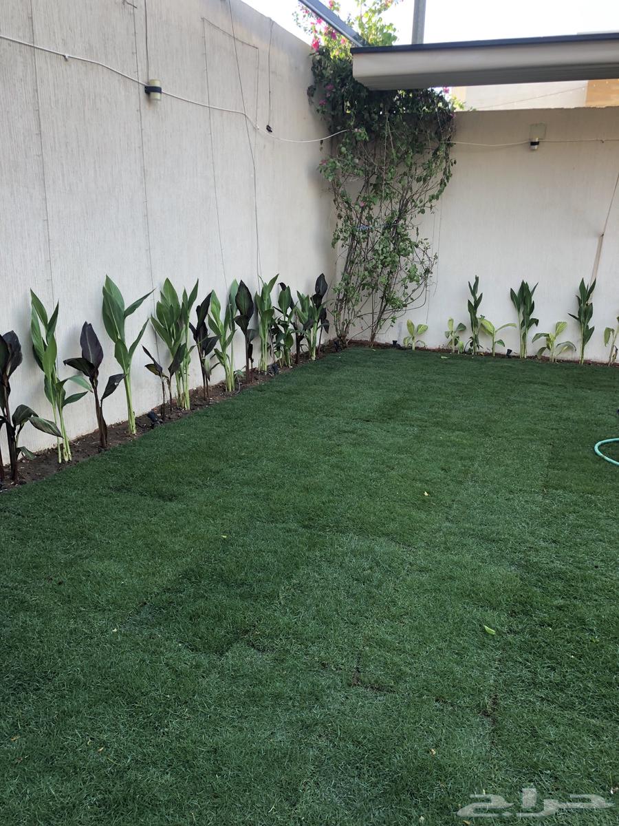 تنسيق حدائق وزراعة طبيعي وصيانة شهريه تركيب64217878304387114