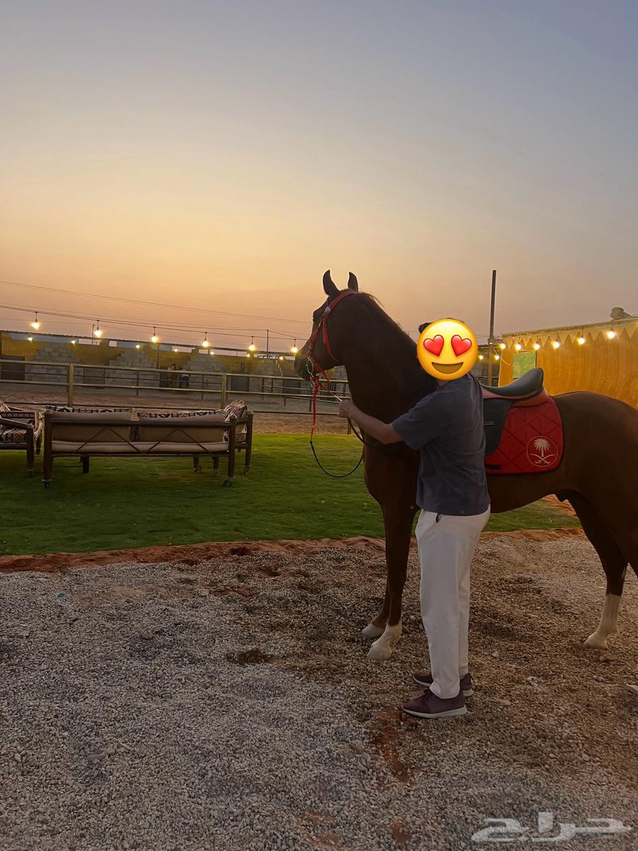 شاليه واسطبل للايجار اليومي64217161017986111