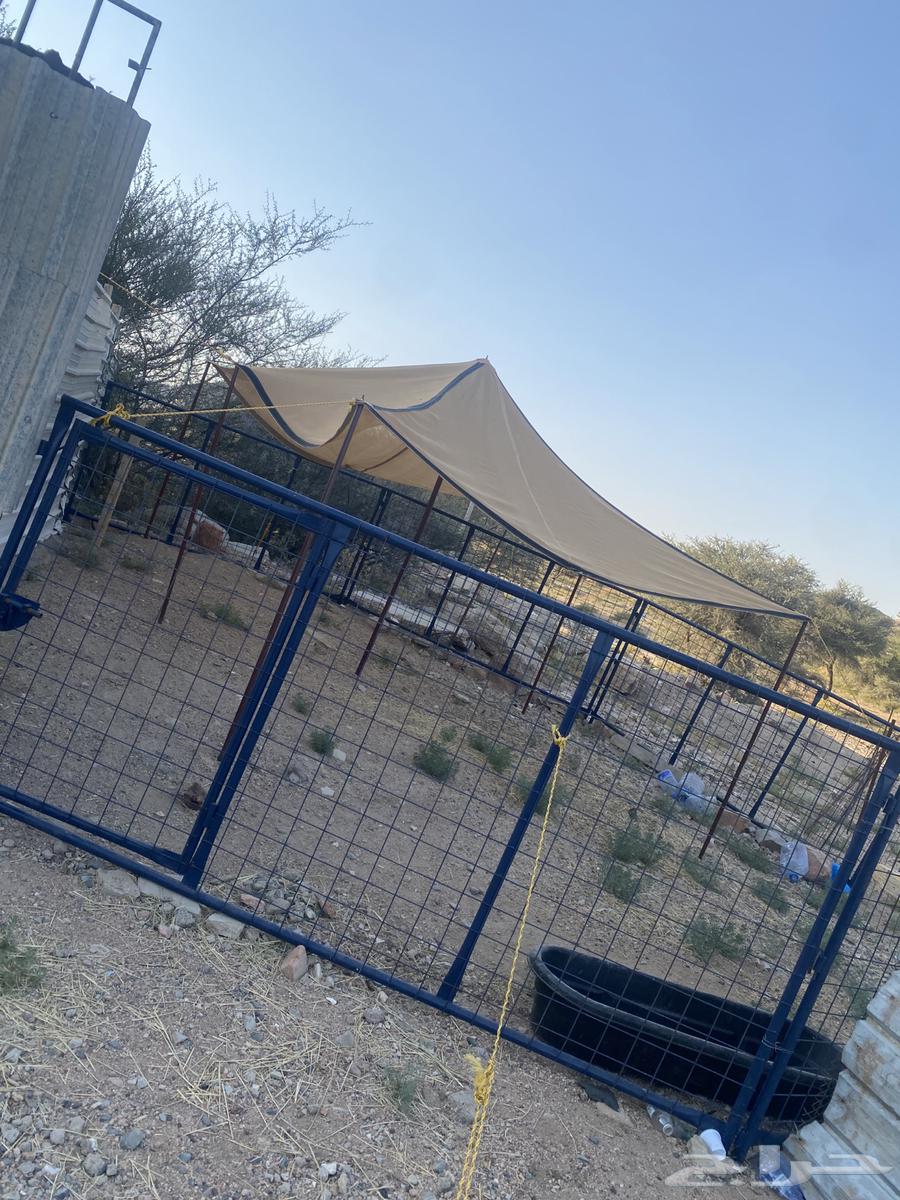 شبوك غنم ومضله و 2 مضارم64216948645890113