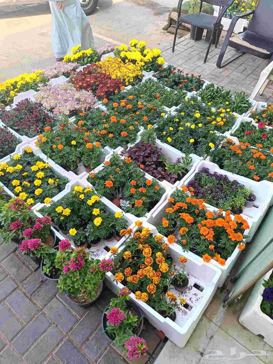 تصميم حدائق وتركيب تيل طبيعي64217876200835110