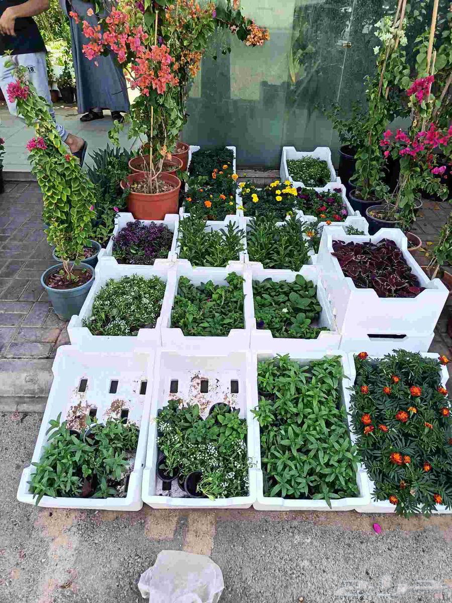 تصميم حدائق وتركيب تيل طبيعي64217876200835111