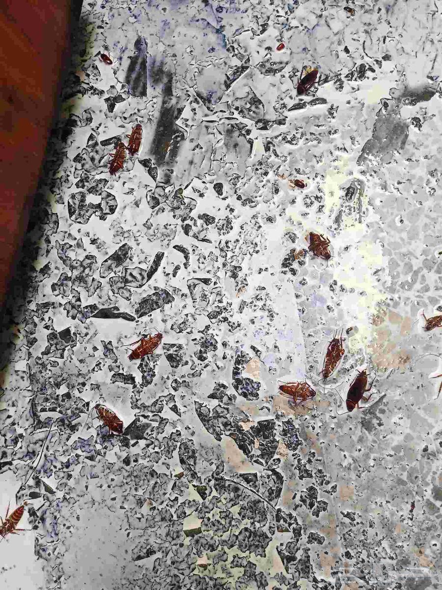 شركة مكافحة حشرات بالجبيل ورش مبيدات بالاحساء64217878737026112