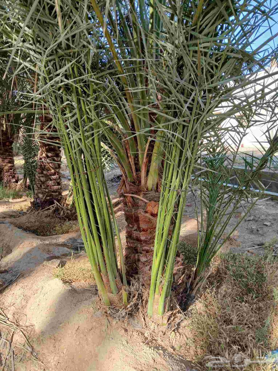 مقاول شبوك ونخل64218075951489110