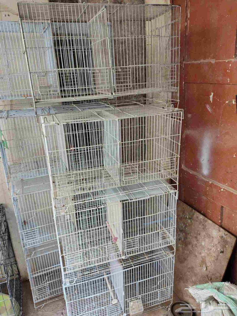 For sale eight sparrow seed packets, divisible from the text, suitable for lovebirds and canaries64217646426241110