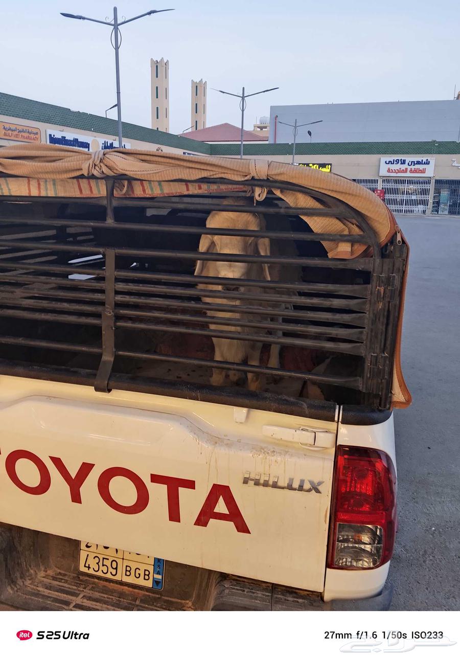 موصل حلال في أنحاء المملكة64531139177091110