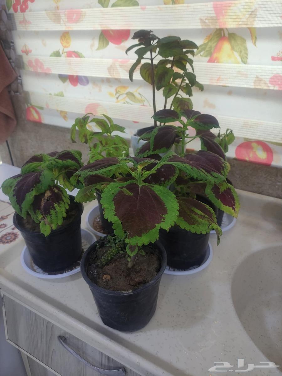 Farmer and landscape coordinator64225452322433111