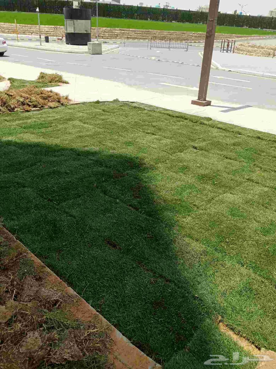 ثيل طبيعى64216946266881114