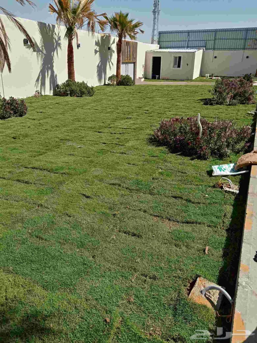 ثيل طبيعى64216946266881110