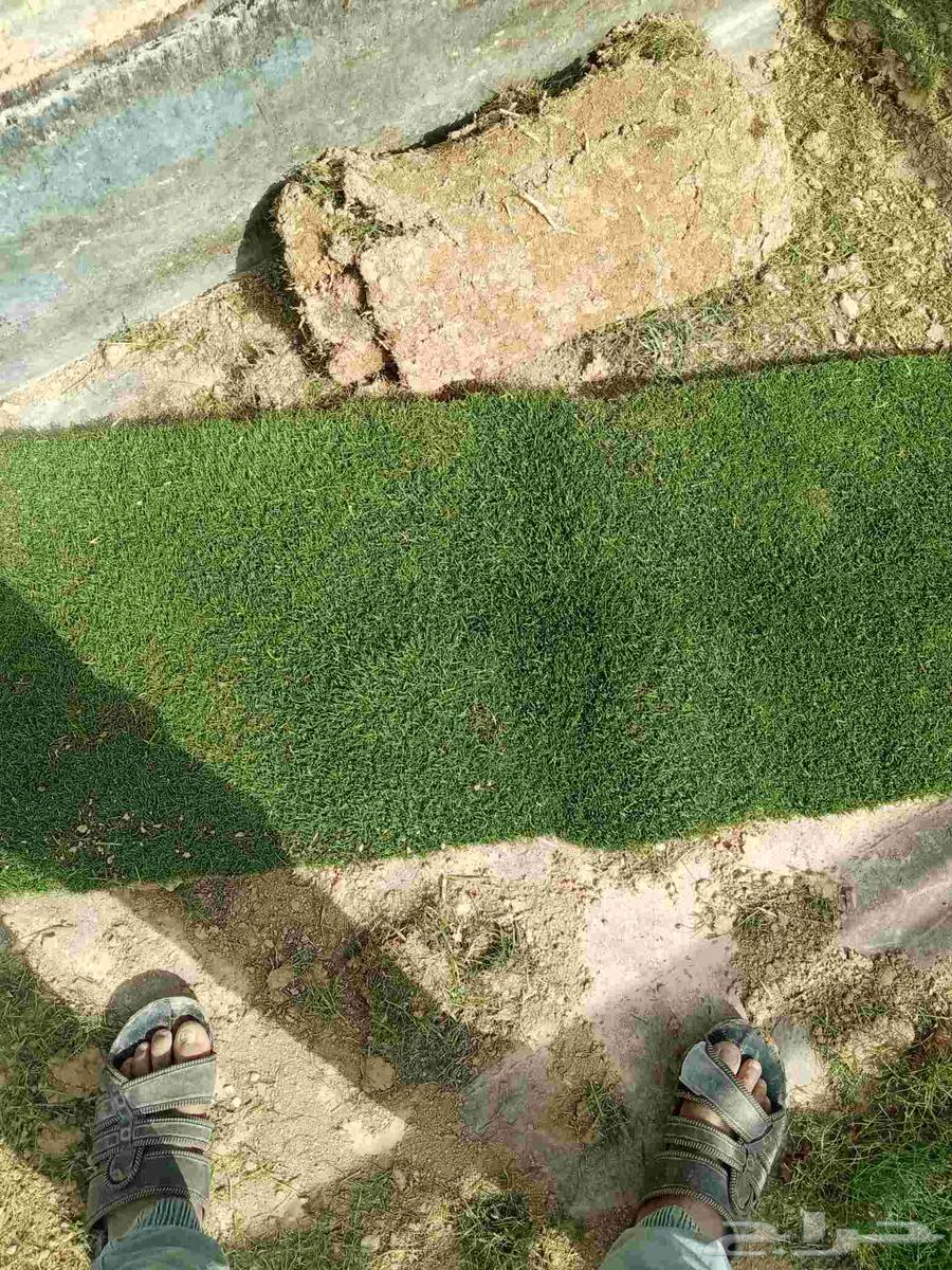 ثيل طبيعى64216946266881111