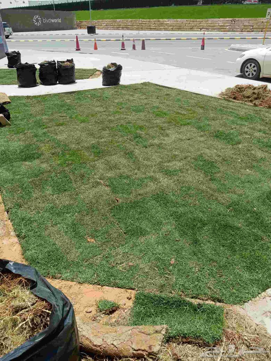 ثيل طبيعى64216946266881113