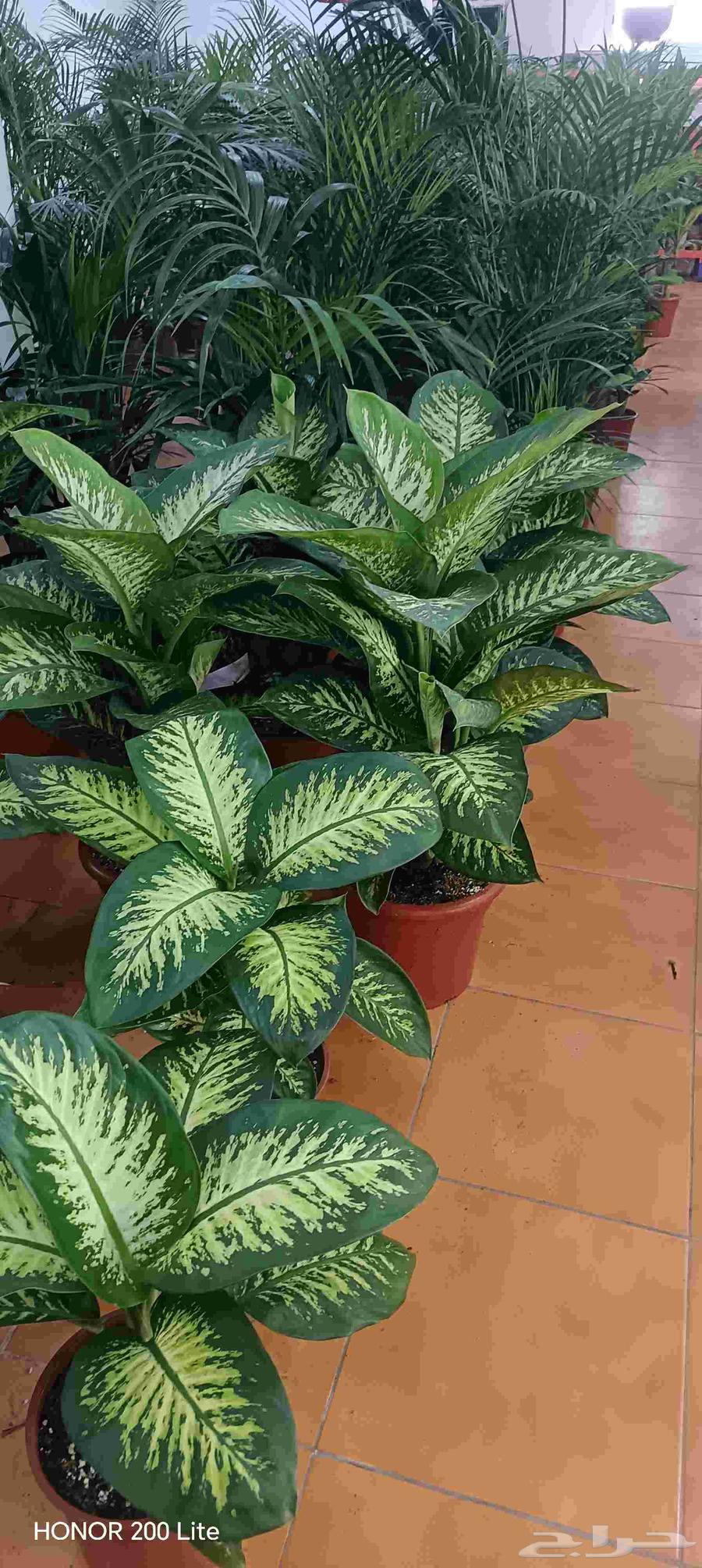 ابومحمد لتنسيق الحديق64217170941699114