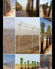 نحن نقوم بتوريد وزراعه النخيل واشنطونيا وعربي وبأسعار مناسبه64225642510466114