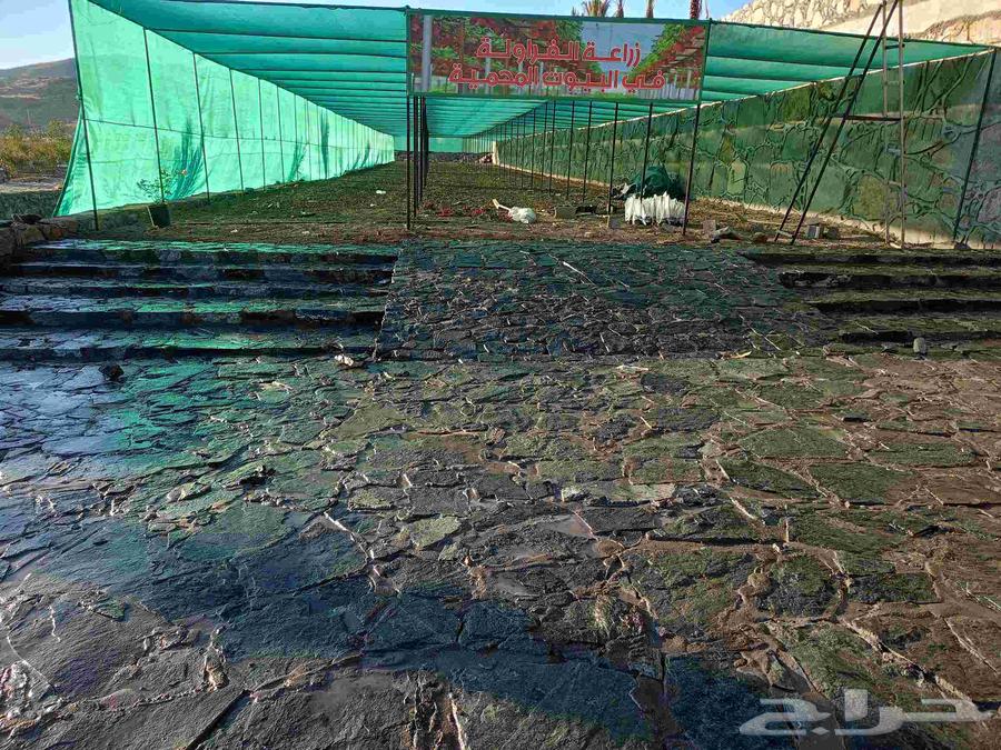 مقاول عام مباني حجر طبيعي64217648331905112