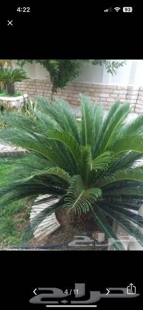 تنسيق الحدائق في المدينة المنورة64225451219971112