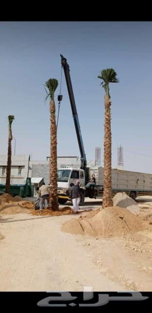 We supply and install all types of fences, and have a specialized section for palm trees64225454219009110