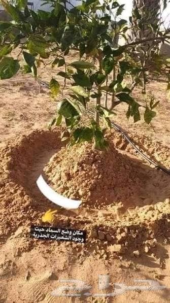 ترتيب اشجار فواكه وزينه64225455676547111