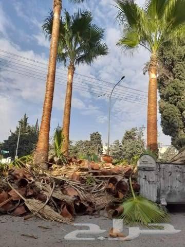 نقل نخل قشع نخل تنظيف نخل واشنطني وعربي قص شجر تقطيع64217411256961114