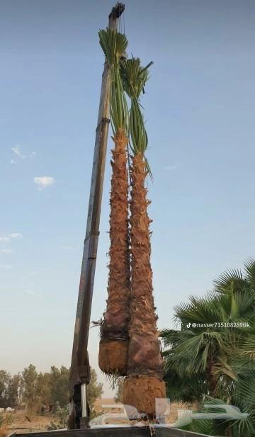 توريد وغرس جميع انواع نخيل واشنطن زينه للجميع انواع المقاسات64225641893633110