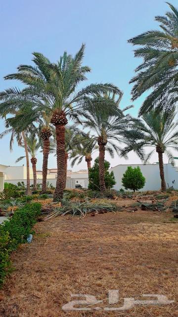 تكريب وتنظيف النخيل64217646529411111