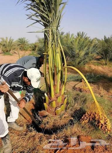 نقل نخل قشع نخل تنظيف نخل واشنطني وعربي قص شجر تقطيع64217411256961113