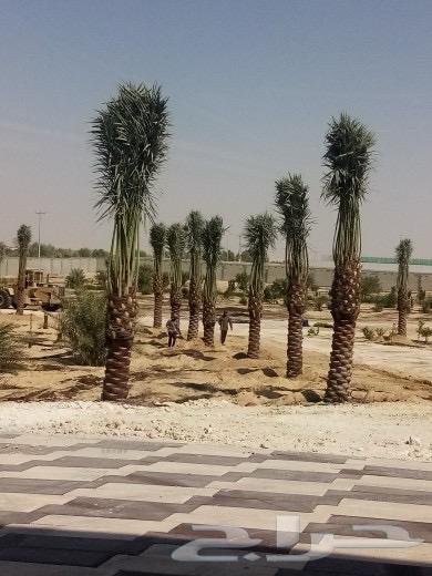 مقاول شبوك وزراعه نخيل64218306105987110